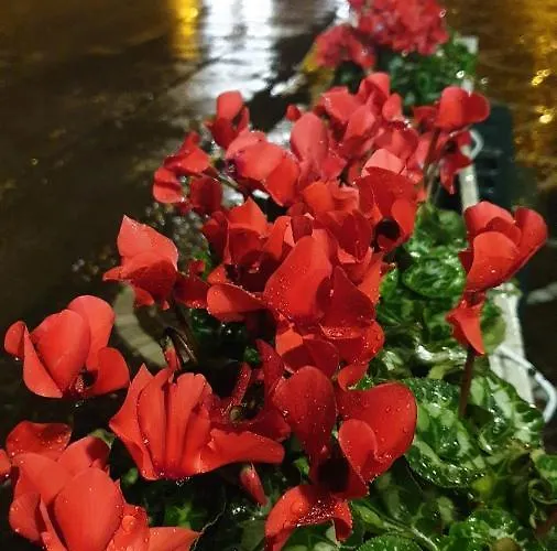 Vesuvio Ruins Bed and breakfast 3*