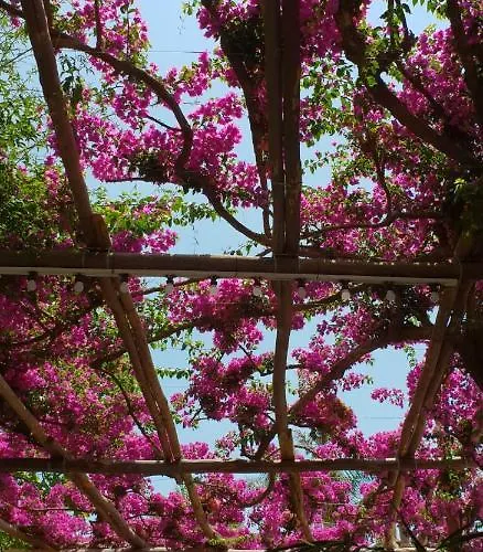 Vesuvio Ruins Pompeï